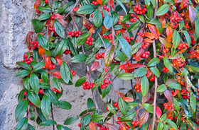 Cotoneaster salicifolius Herbstfeuer
