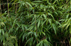 Pseudosasa japonica
