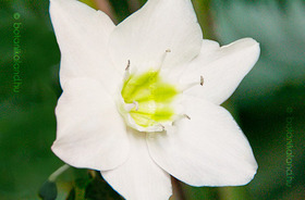 Eucharis x grandiflora