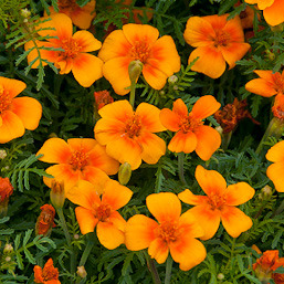 Apró Bársonyvirág