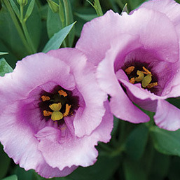 Nagyvirágú Préritárnics